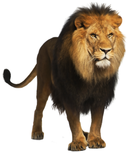 Animal PNG – Diverse & Realistic Transparent Images Download 17