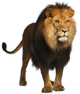 Animal PNG – Diverse & Realistic Transparent Images Download