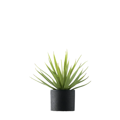 Potted Aloe Vera Plant Free PNG