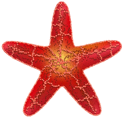 Red Sea Starfish PNG Image
