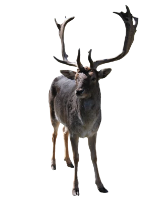 Fallow Deer Buck Free PNG