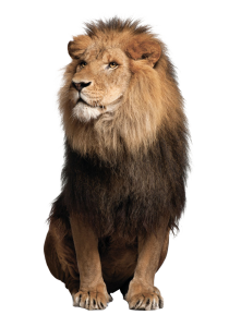 Animal PNG – Diverse & Realistic Transparent Images Download 20