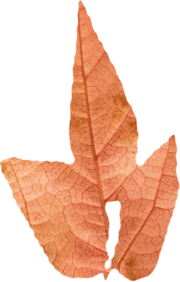 Autumn Orange Leaf Vector PNG Clipart