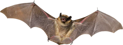 Brown Flying Bat Clipart