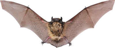 Flying Bat Front View PNG Image