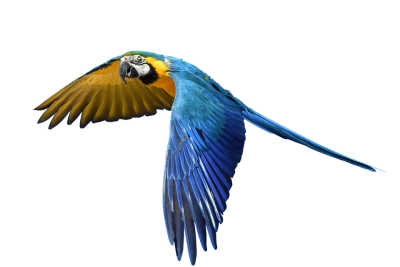 Blue and Yellow Macaw Flying Transparent Background