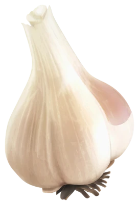 Fresh Garlic Clove Bulb Free PNG