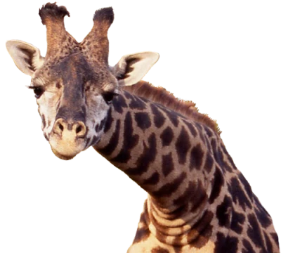 African Giraffe Head Neck Transparent Background
