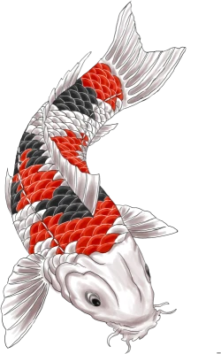 Japanese Koi Fish Illustration PNG Image