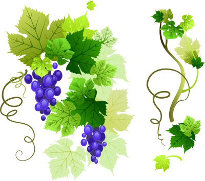 Green Grape Vine with Leaves PNG Image