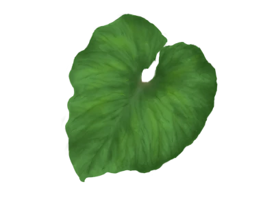 Large Green Tropical Leaf PNG Image