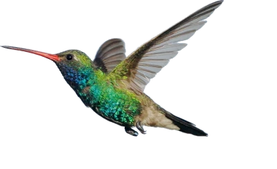 Hummingbird Flying Colorful Clipart