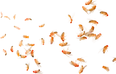 Swarm of Fruit Flies Transparent Background