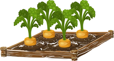 Broccoli Carrots Growing Garden Bed PNG Image