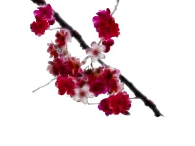 Red Plum Blossoms Branch Free PNG
