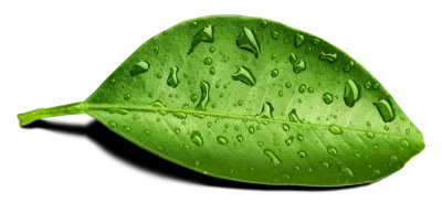 Green Leaf with Water Drops Clipart
