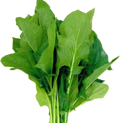 Fresh Green Spinach Bunch Clipart