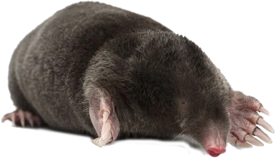 Cute Mole Animal Facing Forward PNG Image