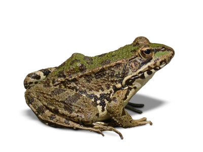 Edible Green Frog Sitting Side View Free PNG