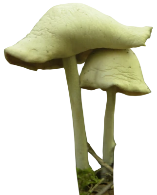 Two White Wild Mushrooms Fungi Clipart
