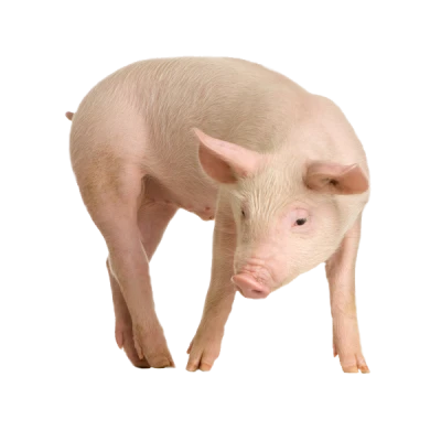 Cute Pink Piglet Standing Transparent Background
