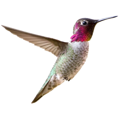 Flying Green and Pink Hummingbird Free PNG