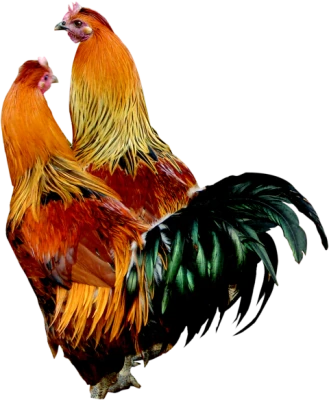 Two Colorful Roosters Poultry Clipart
