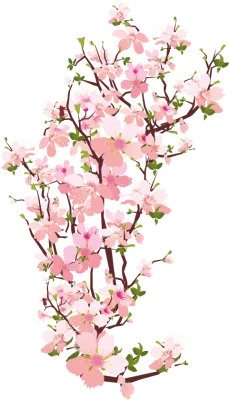 Pink Cherry Blossom Branch PNG Image