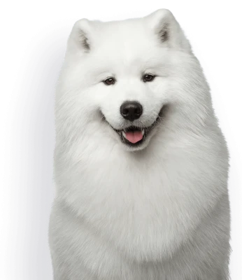 Smiling Fluffy Samoyed Dog Clipart