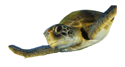 Swimming Green Sea Turtle Clipart
