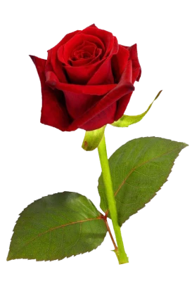 Single Red Rose Flower Clipart
