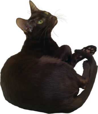 Brown Havana Cat Looking Up Free PNG