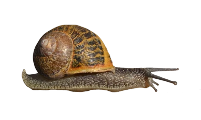 Garden Snail Shell Animal PNG Image