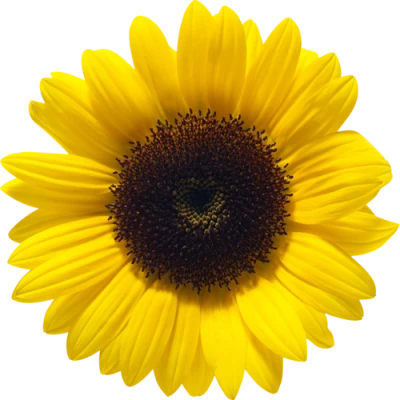 Vibrant Yellow Sunflower Blossom Free PNG
