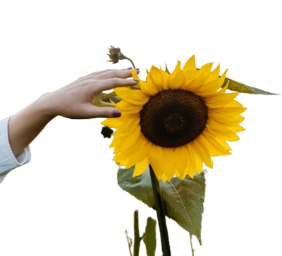 Hand Touching Yellow Sunflower Free PNG