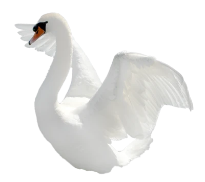 Beautiful White Swan Flapping Wings Free PNG