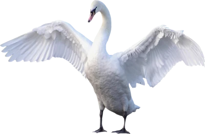 White Swan Standing With Spread Wings PNG Image