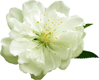 White Plum Blossom Flower Macro Free PNG