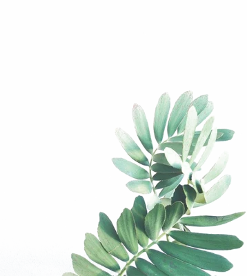 Green Fern Botanical Foliage Leaves Free PNG
