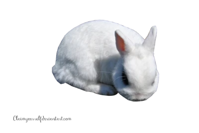 Cute White Dwarf Rabbit Animal Free PNG