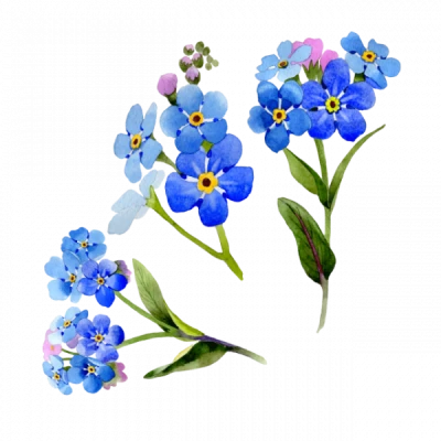 Blue Forget Me Not Watercolor Flowers PNG Image