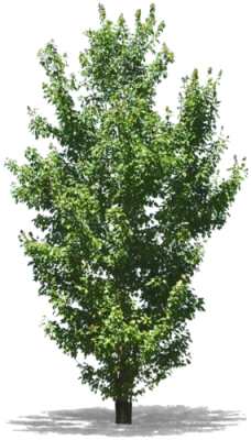 Tall Green Leafy Tree Isolated Clipart
