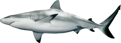 Large Gray Shark Marine Animal Free PNG