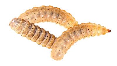 Three Maggot Larvae Worms Clipart