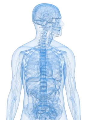 Human Anatomy X-ray Skeletal Free PNG