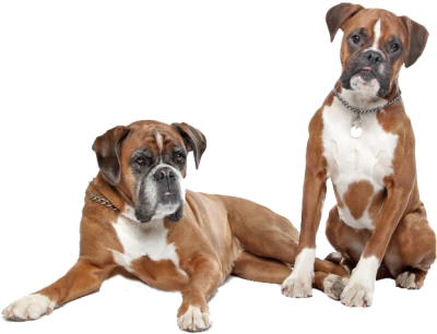 Pair of Boxer Dogs Standing Free PNG