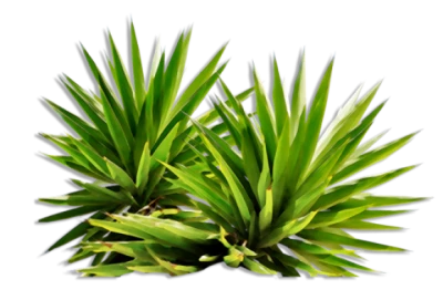 Yucca Succulent Plant PNG Image