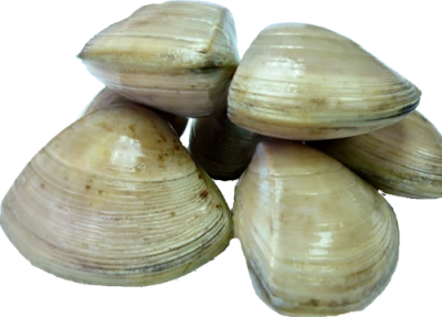 Pile of Fresh Clam Shells PNG Image