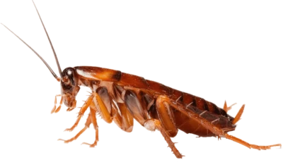 Brown Cockroach Insect Free PNG