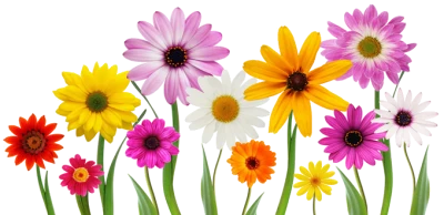 Row of Colorful Garden Flowers PNG Image